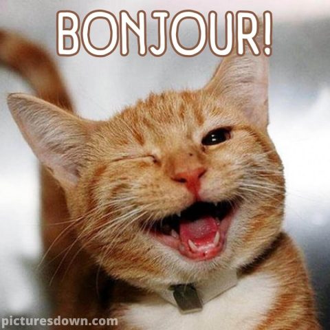 Bonjour humour image chat qui crie gratuite