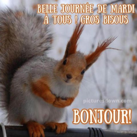 Image bon mardi écureuil gratuite