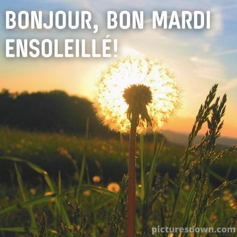 Bonjour mardi image pissenlit gratuite