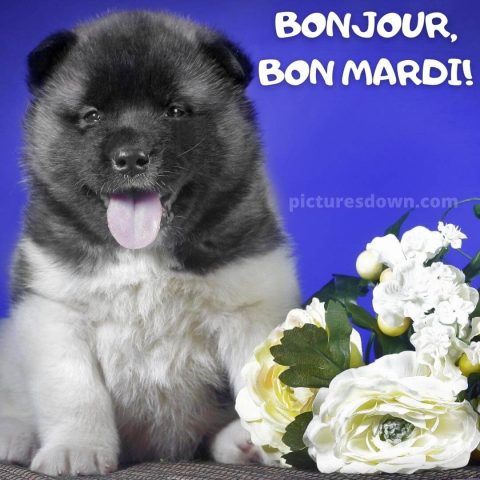 Bonjour mardi image petit chien gratuite