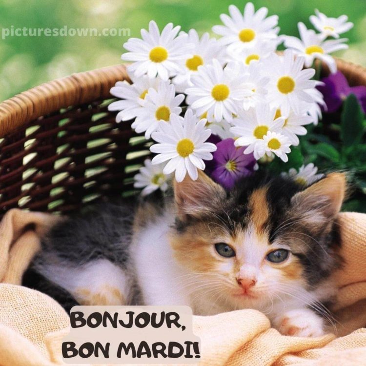 Image bon mardi fleurs et chat gratuite