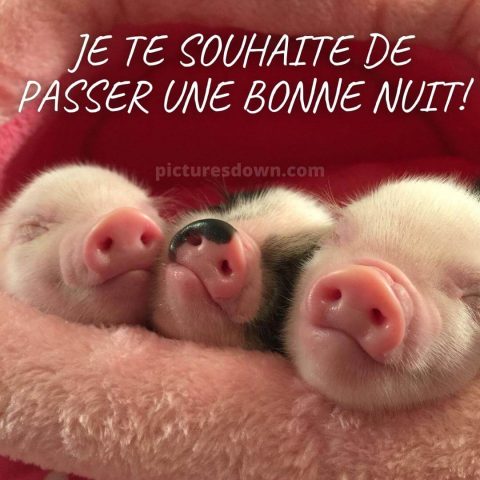 Jolie image bonne nuit porcelets gratuite