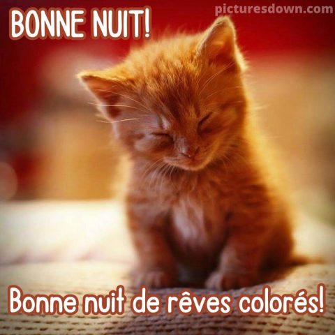 Jolie image bonne nuit minou gratuite