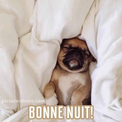 Jolie image bonne nuit chien gratuite