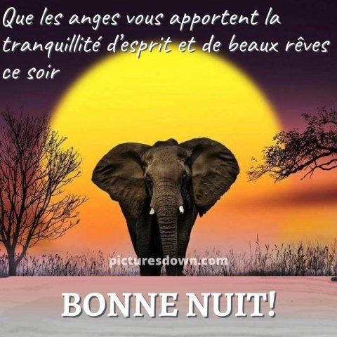 Belle image bonne nuit éléphant gratuite