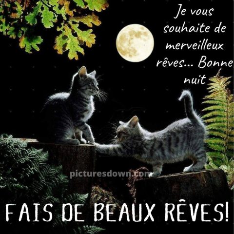 Belle image bonne nuit minou gratuite
