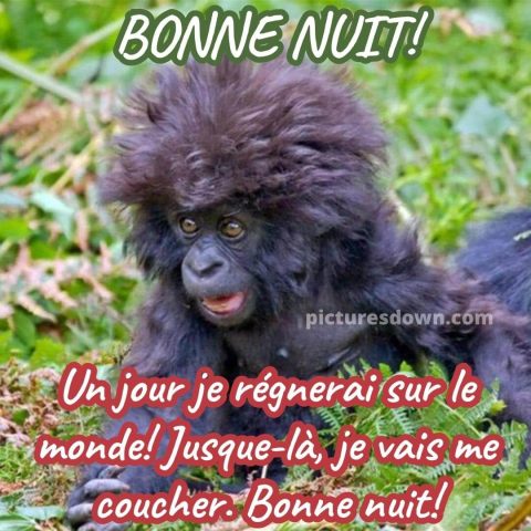 Image bonne nuit drôle gorille gratuite