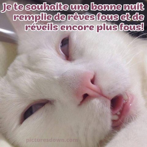 Image bonne nuit drôle chat qui dort gratuite