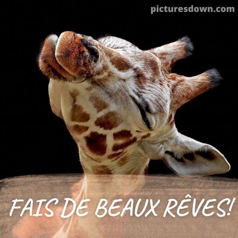 Image bonne nuit drôle girafe gratuite