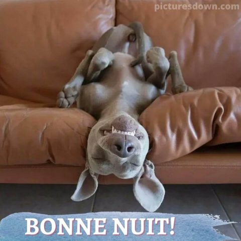 Image bonne nuit drôle chien sur le canapé gratuite
