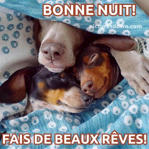 Image bonne nuit drôle trois chiens gratuite