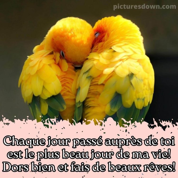 Image bonne nuit romantique perroquets gratuite
