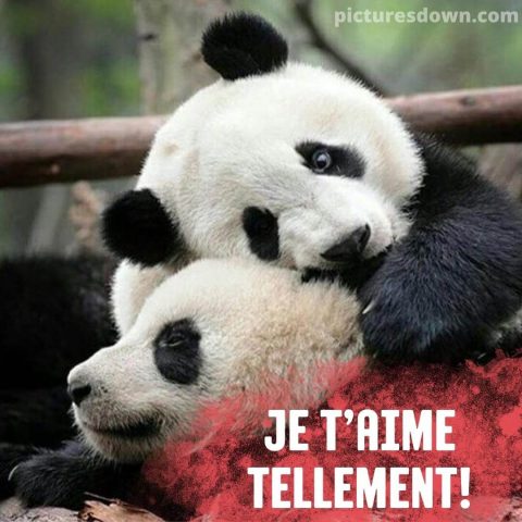 Bonne nuit mon amour image deux pandas gratuite