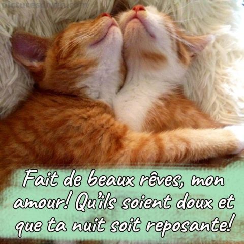 Bonne nuit mon amour image petits chats gratuite