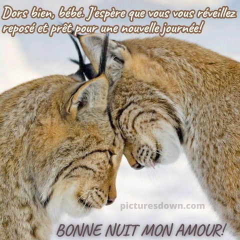 Bonne nuit mon amour image Lynx gratuite