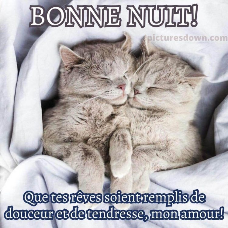 Image bonne nuit romantique deux chats gratuite