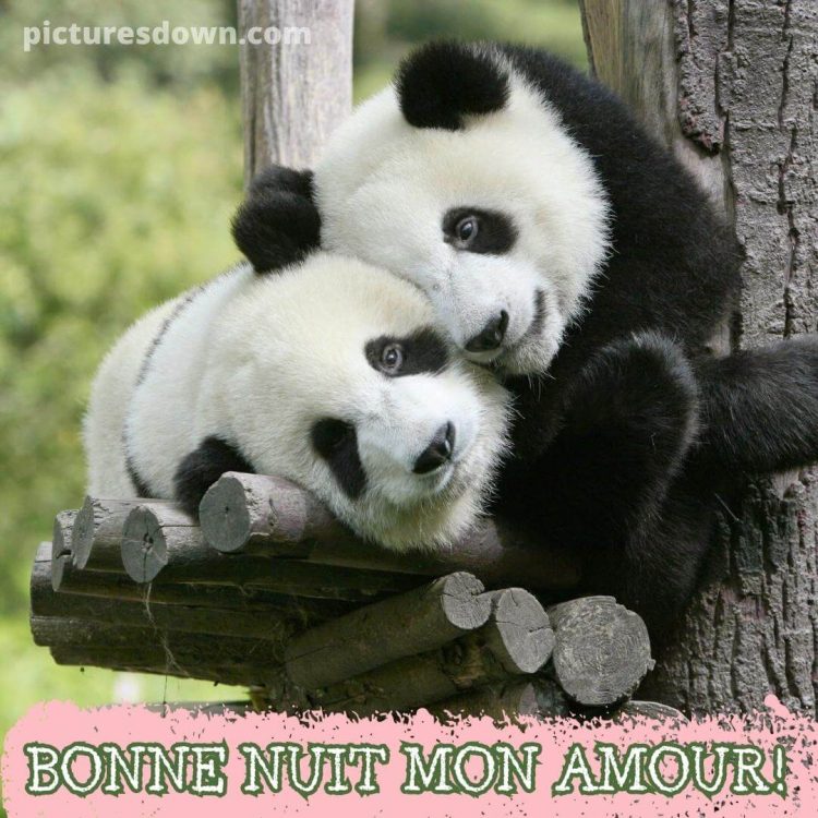 Image bonne nuit romantique pandas gratuite