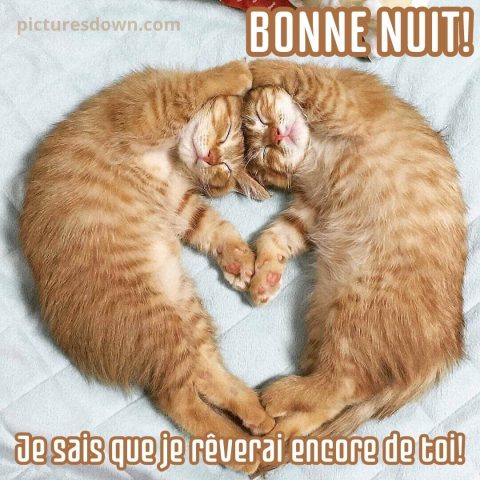 Image bonne nuit romantique chatons gratuite
