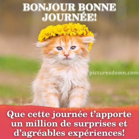 Jolie image bonjour chaton dans une couronne gratuite