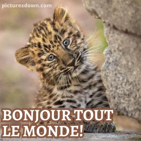Jolie image bonjour léopard gratuite