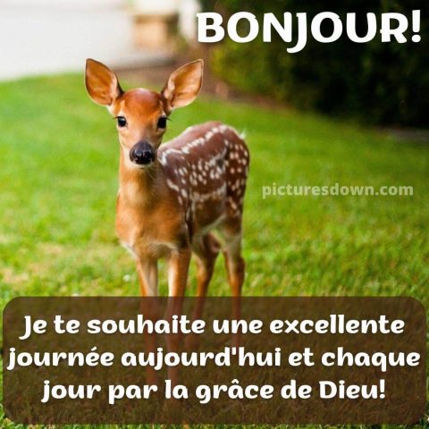 Bonjour bonne journée image chevreuil gratuite