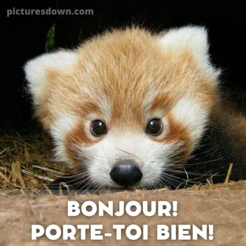 Bonjour bonne journée image petit panda gratuite