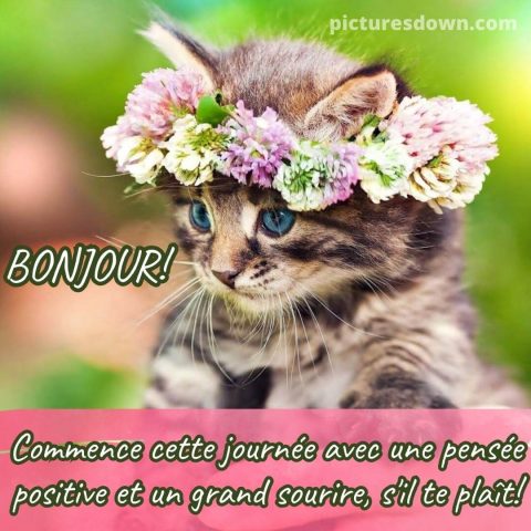 Bonjour image minou gratuite