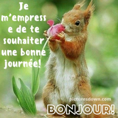 Bonjour image écureuil gratuite