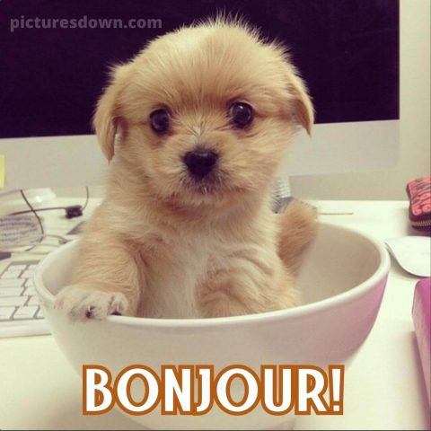 Jolie image bonjour petit chien gratuite