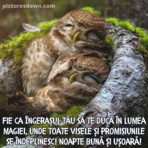 Noapte buna imagine bufniţă descarcă gratis