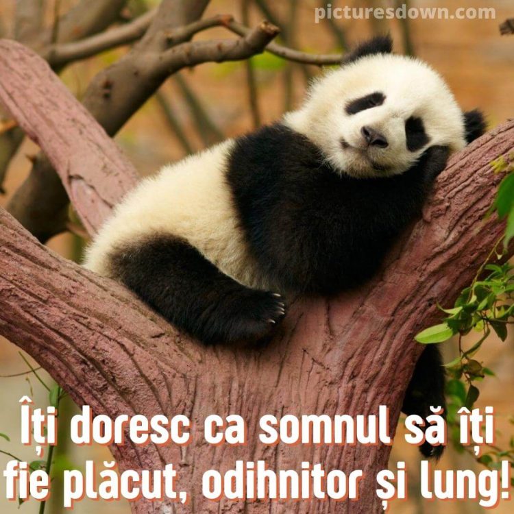 Imagine cu noapte buna noi panda pe copac descarcă gratis