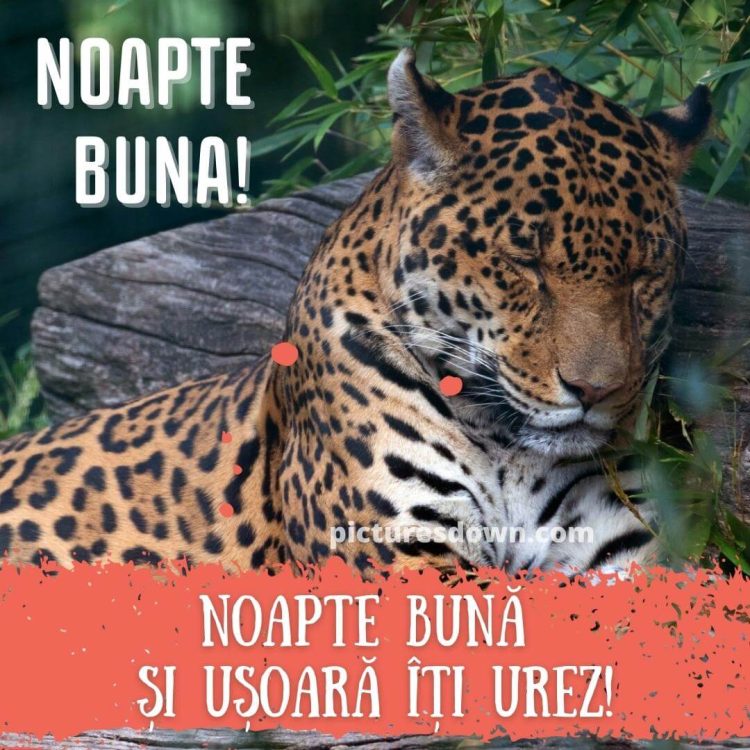 Imagine cu noapte buna noi leopard descarcă gratis