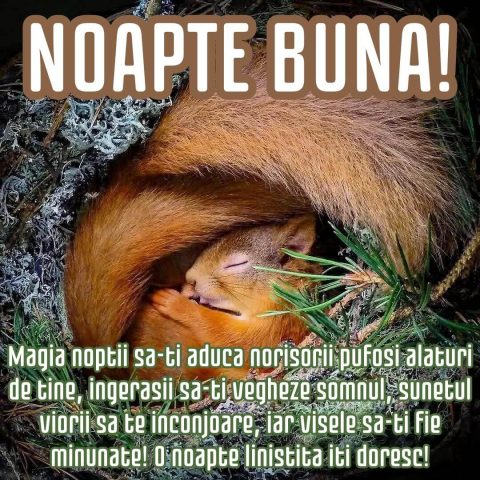 Noapte buna imagine veveriţă descarcă gratis