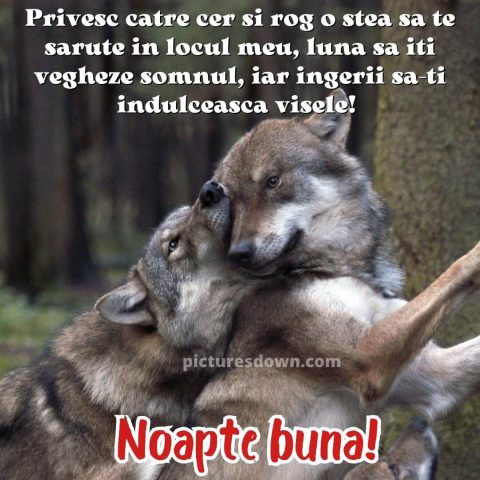 Imagine noapte buna iubire lupii descarcă gratis