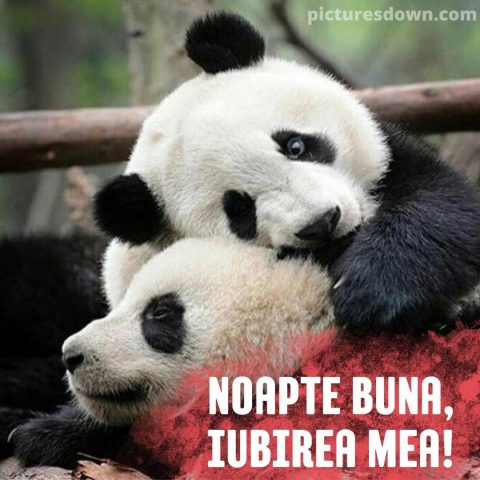 Imagine noapte buna iubire doi panda descarcă gratis