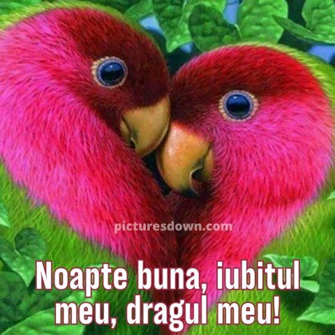 Imagine noapte buna iubire doi papagali descarcă gratis