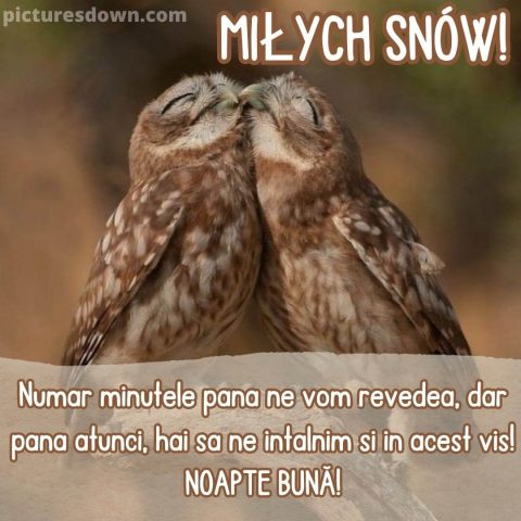 Imagine noapte buna iubire bufnițe descarcă gratis