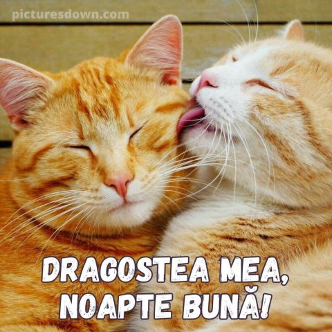 Imagine de noapte buna iubire doi pisoi descarcă gratis