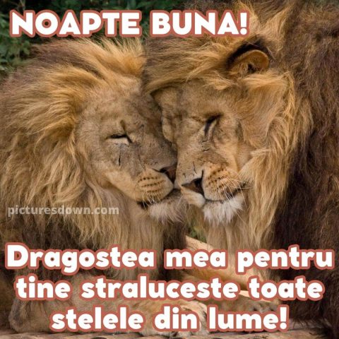 Imagine de noapte buna iubire doi lei descarcă gratis