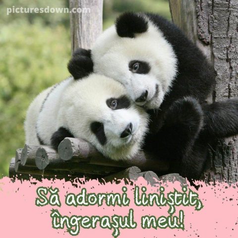 Imagine de noapte buna iubire panda descarcă gratis
