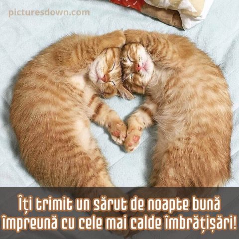 Imagine de noapte buna iubire pisici descarcă gratis