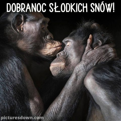 Obrazek na dobranoc kochanie małpa za darmo