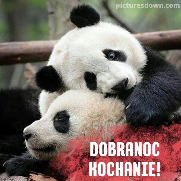 Obrazek na dobranoc kochanie dwie pandy za darmo