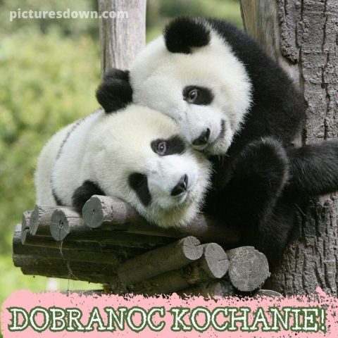 Dobranoc kochanie kartka pandy za darmo