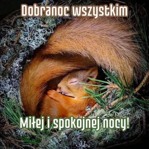 Kartka na dobranoc śpiąca wiewiórka za darmo