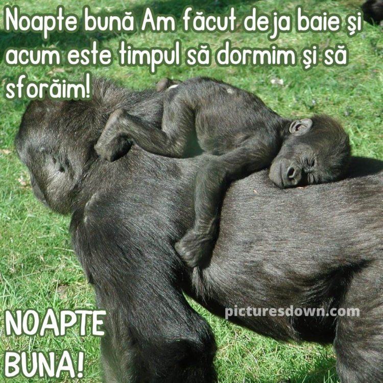 Poza de noapte buna haioase două gorile descarcă gratis