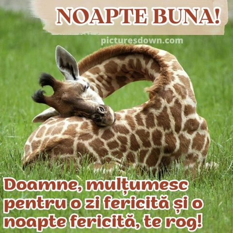Poza de noapte buna haioase girafa dormind descarcă gratis