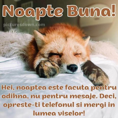 Poza de noapte buna haioase vulpe descarcă gratis