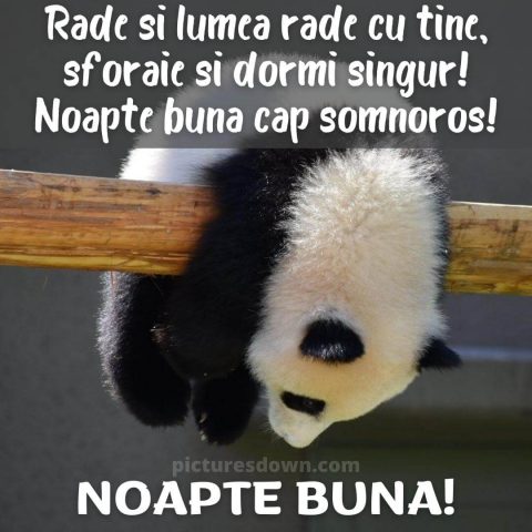 Poza de noapte buna haioase urs panda descarcă gratis