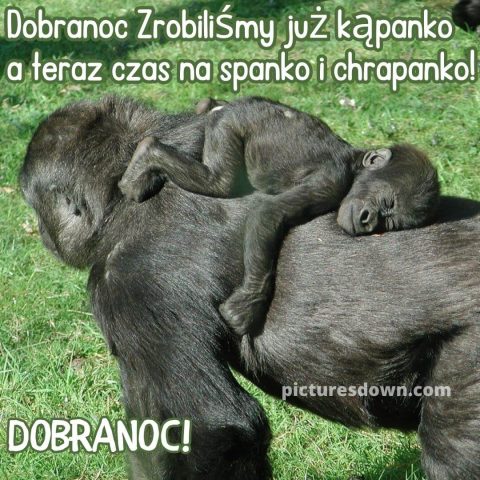 Śmieszne kartka na dobranoc dwa goryle za darmo